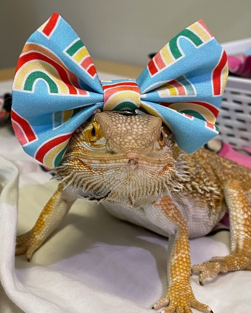 A photo of Floki the bearded dragon looking stylish in a pet bow